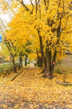 The sidewalk covered with foliage. Stock Photos