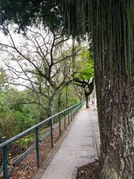 Sidewalk at the edge of the woods with trees. Foto stock