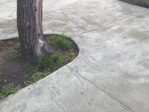 A sidewalk features tree roots growing into the cement, creating a pattern .. Stock Photos