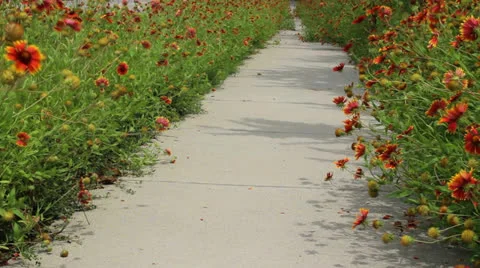 Sidewalk with flowers Video stock 24142669