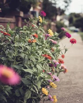 Sidewalk flowers Stock Photos