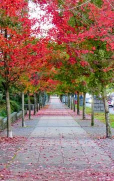 Sidewalk full of beautiful red leaf trees in autumn season. In Vancouver, Can Stock Photos