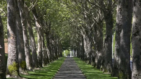 A sidewalk lined on both sides with trees in the summer. Stock Footage 70339535