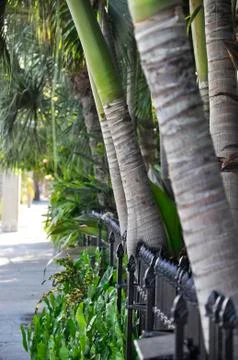 Sidewalk Lined with Palm Trees Stock Photos