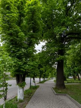 A sidewalk lined with trees in a park next to a road Stock Photos