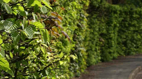 SIDEWALK PAVEMENT HEDGE Stock Footage 37312895