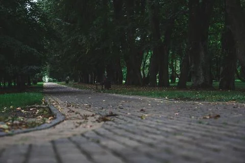 Sidewalk, pedestrian path in the forest park. Forest Park in the evening Stock Photos