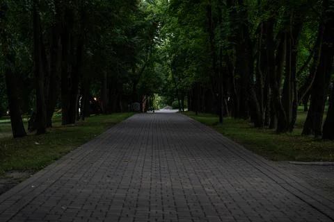 Sidewalk, pedestrian path in the forest park. Forest Park in the evening Stock Photos