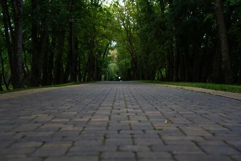 Sidewalk, pedestrian path in the forest park. Forest Park in the evening Stock Photos