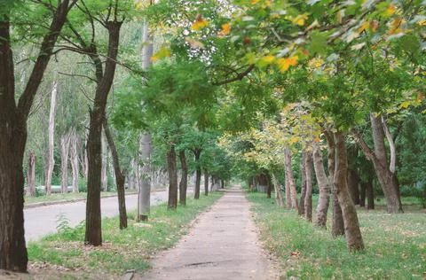 The sidewalk in a receding perspective. A footpath under the yellowing branch Stock Photos
