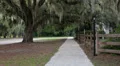 sidewalk spanish moss lamppost sidewalk Vidéos HD