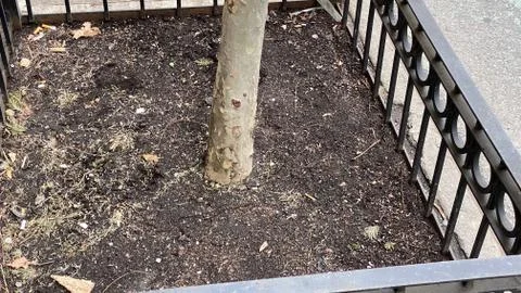 Sidewalk tree containers Stock-Fotos