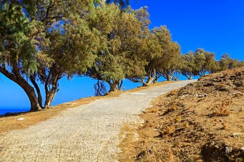 Sidewalk with trees by the side Stock Photos