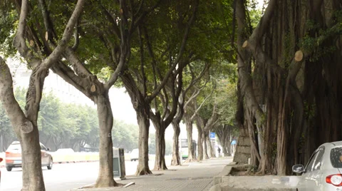 Sidewalk under the banyan tree Stock Footage 35441085