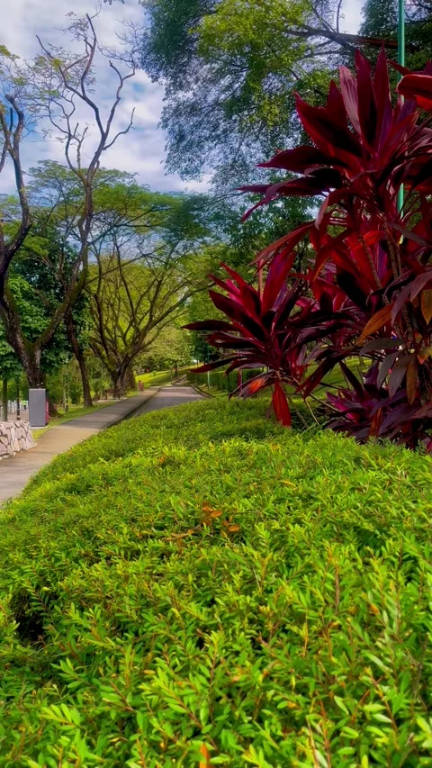 A sidewalk view from a botanical garden, surrounded by lush greenery Stock Footage 302470979