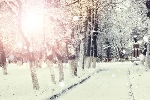 Sidewalk winter trees branches Stock Photos