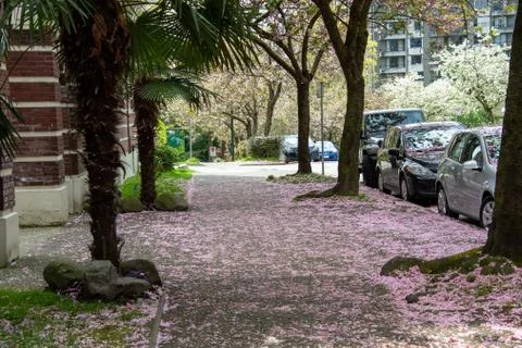 Sidewalks covered in fallen cherry blossom petals. Stock Photos