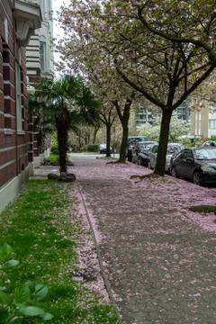Sidewalks covered in fallen cherry blossom petals. Stock Photos