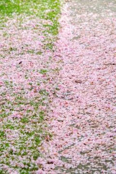 Sidewalks covered in fallen cherry blossom petals. Stock Photos