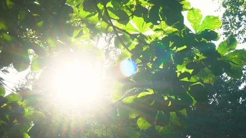 Sidewards Motion  - Sun Bursting Through Leaves in Slow Motion Stock Footage 96738791