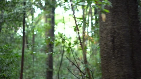 Sidewards Moving Shot of Dense Tropical Jungle Forest Stock Footage 104403120