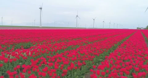 Sideways aerial tracking shot of red tulip rows in Dutch flower farm with wind Stock Footage 108047375