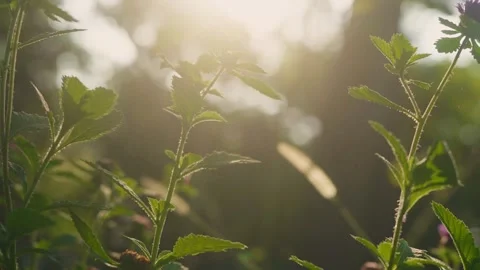 Sideways camera pan across herbaceous wild plants with serrated leaves and .. Stock Footage 345635987