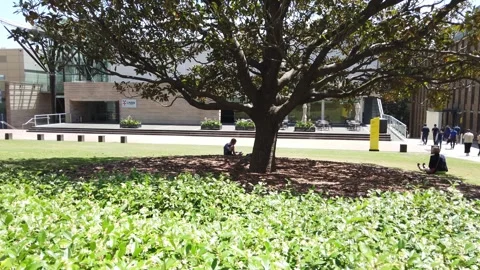 Sideways camera pan of a fig tree from the Scientia Lawn Stock Footage 258338581