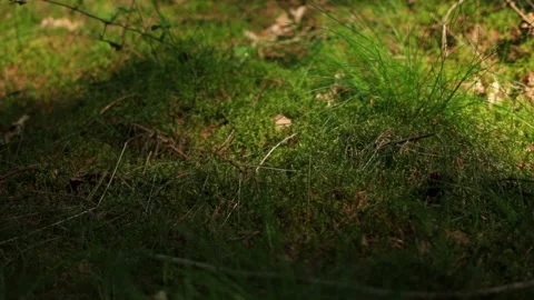 Sideways camera shot, from left to right, over the moss of a forest - bright and Stock Footage 239121326