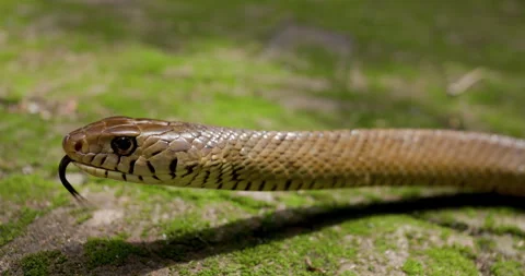 Sideways Closeup of an Indian Rat Snake head with slow-motion tongue flicking Stock Footage 330989461