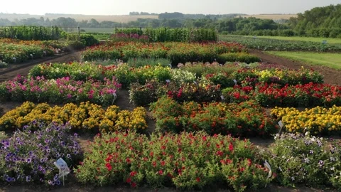 Sideways drone flight along flower beds Stock Footage 328336926