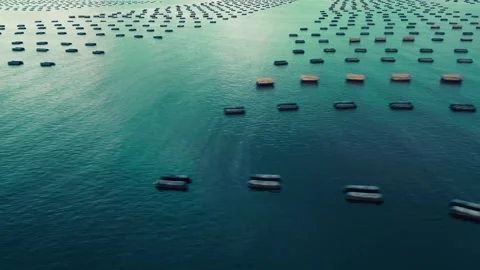 Sideways Drone Flight Over Oyster Farm In The Atlantic Ocean At Sunset Stock-Footage 255145375