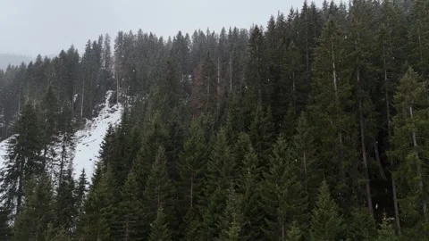 Sideways Drone Flight Over Snow-Dusted Pine Forest in Foggy South Tyrol, Vídeo Stock 336008599