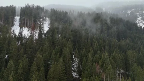 Sideways Drone Flight Over Snowy Pine Forest in Fog and Overcast Sky, So Vídeo Stock 336187551