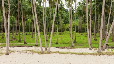 Sideways Drone Glide Right Along Paradise Beach With Tall Coconut Palms, Palawan Stock-Footage 344439233