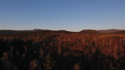 Sideways drone of red autumn pine forest and sea Stock Footage 126998539