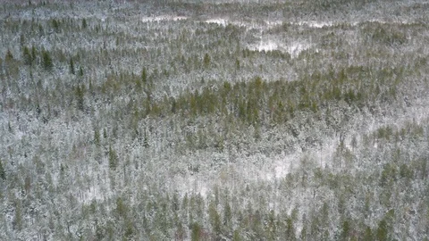 Sideways drone shot tilting up of a snowy winter forest with evergreen trees Stock Footage 101137907