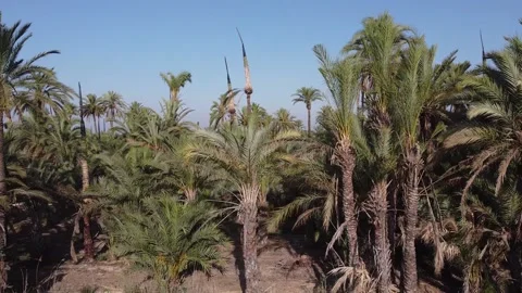 Sideways flight next to a palm tree forest Video stock 138234630