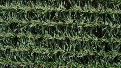 Sideways glide over cornfield with wind Stock Footage 140376798