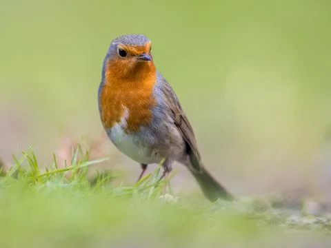 Sideways looking Robin with bright green background Stock Photos