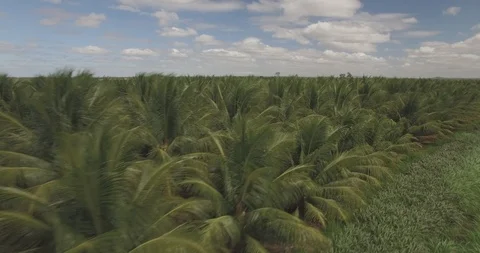 Sideways move across field of coconut palm tree plantation in rural agricultural Stock Footage 101285312