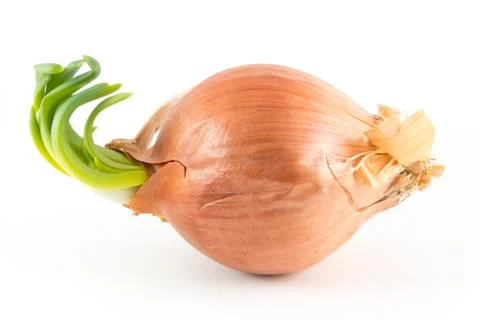 Sideways onion on white Stock Photos
