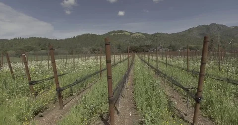 Sideways pan of beautiful rows of grapevines at winery. Stock Footage 75741565