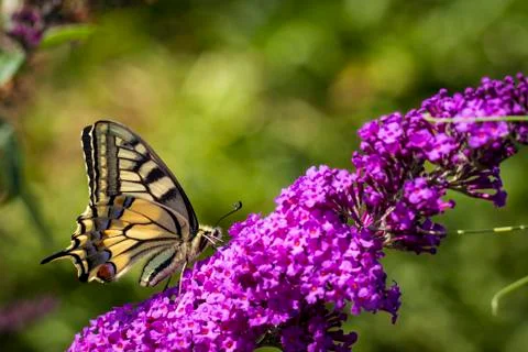 A sideways portrait of a butterfly called the queen page or its scientific na Stock Photos