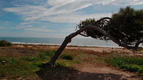 Sideways rise of the drone from a pine tree on the Mediterranean beach. Stock Footage 135351033