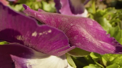 Sideways slider move macro of purple flower Vídeos de archivo 161408869