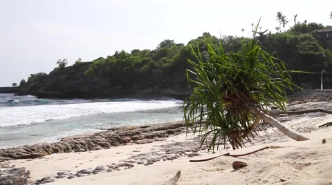 Sideways Tree on Beach Stock Footage 59970882