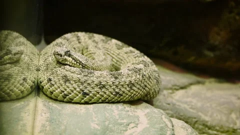 Sidewinder (Crotalus cerastes) Stock Footage 175485281