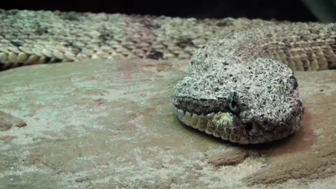 Sidewinder (Crotalus cerastes) Stock Footage 259163845