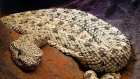 Sidewinder (Crotalus cerastes) Stock Footage 259163975